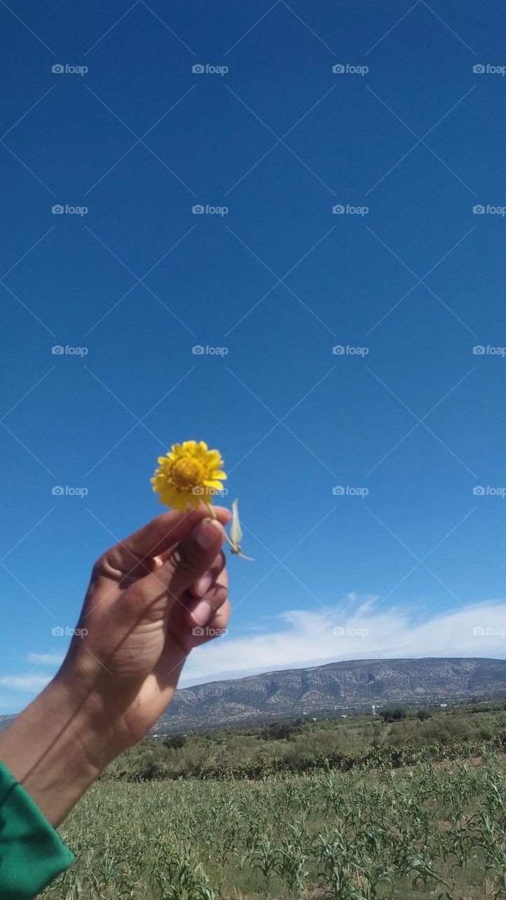 Beautiful yellow flower holding by hand.