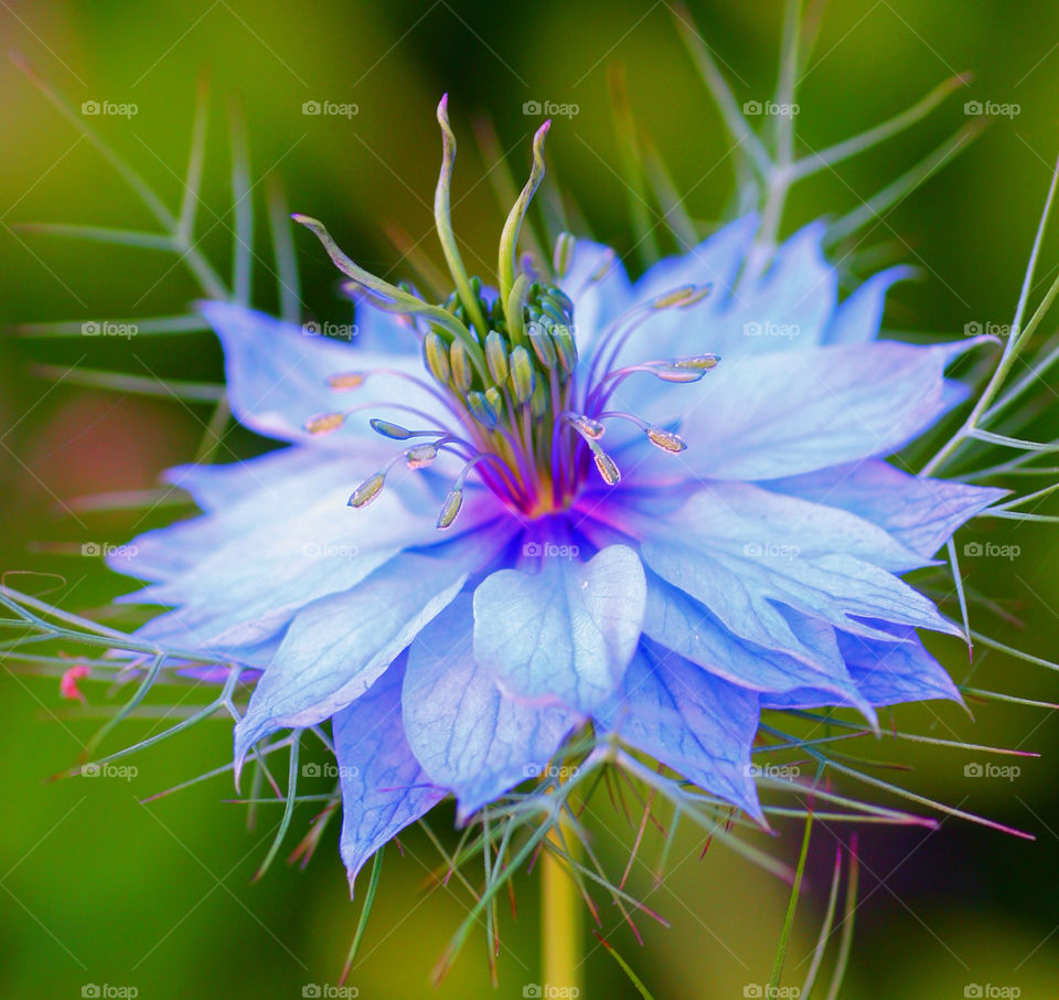 Elevated view of blue flower