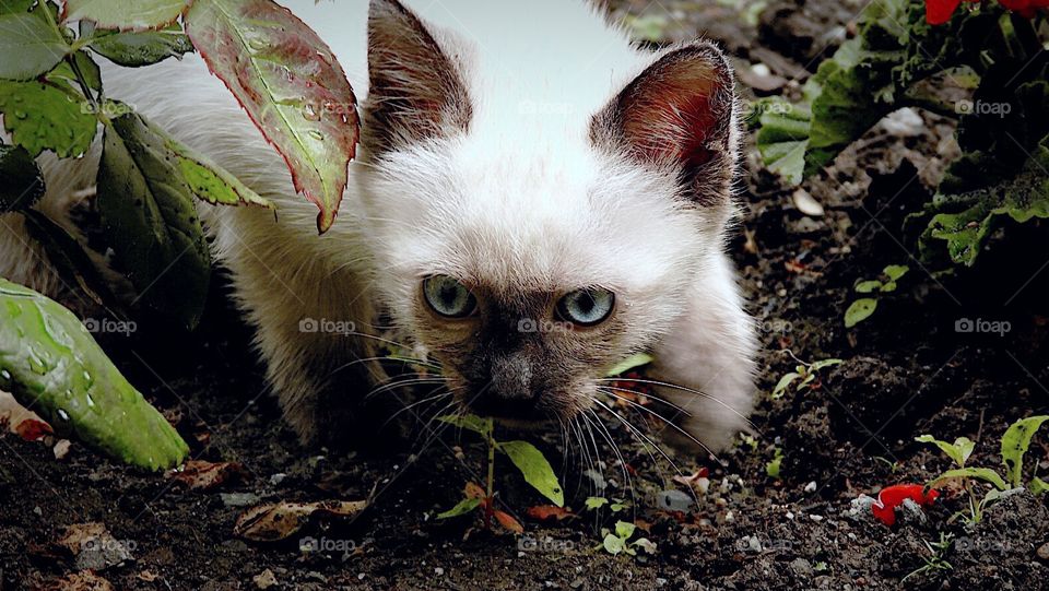 Summer Pets stalking jungle kitty