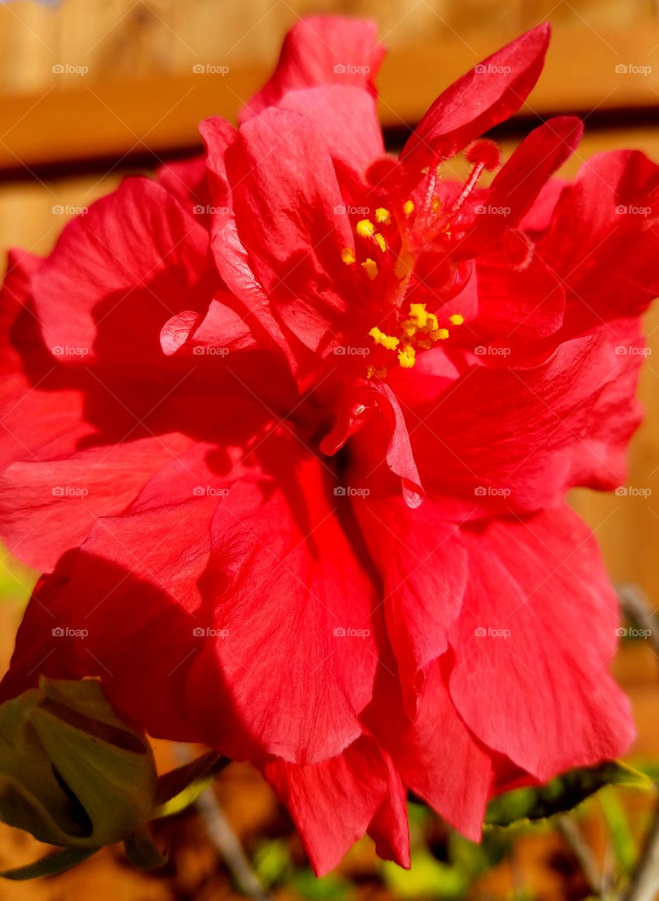 hibiscus brilliant red, daytime, delicate petals