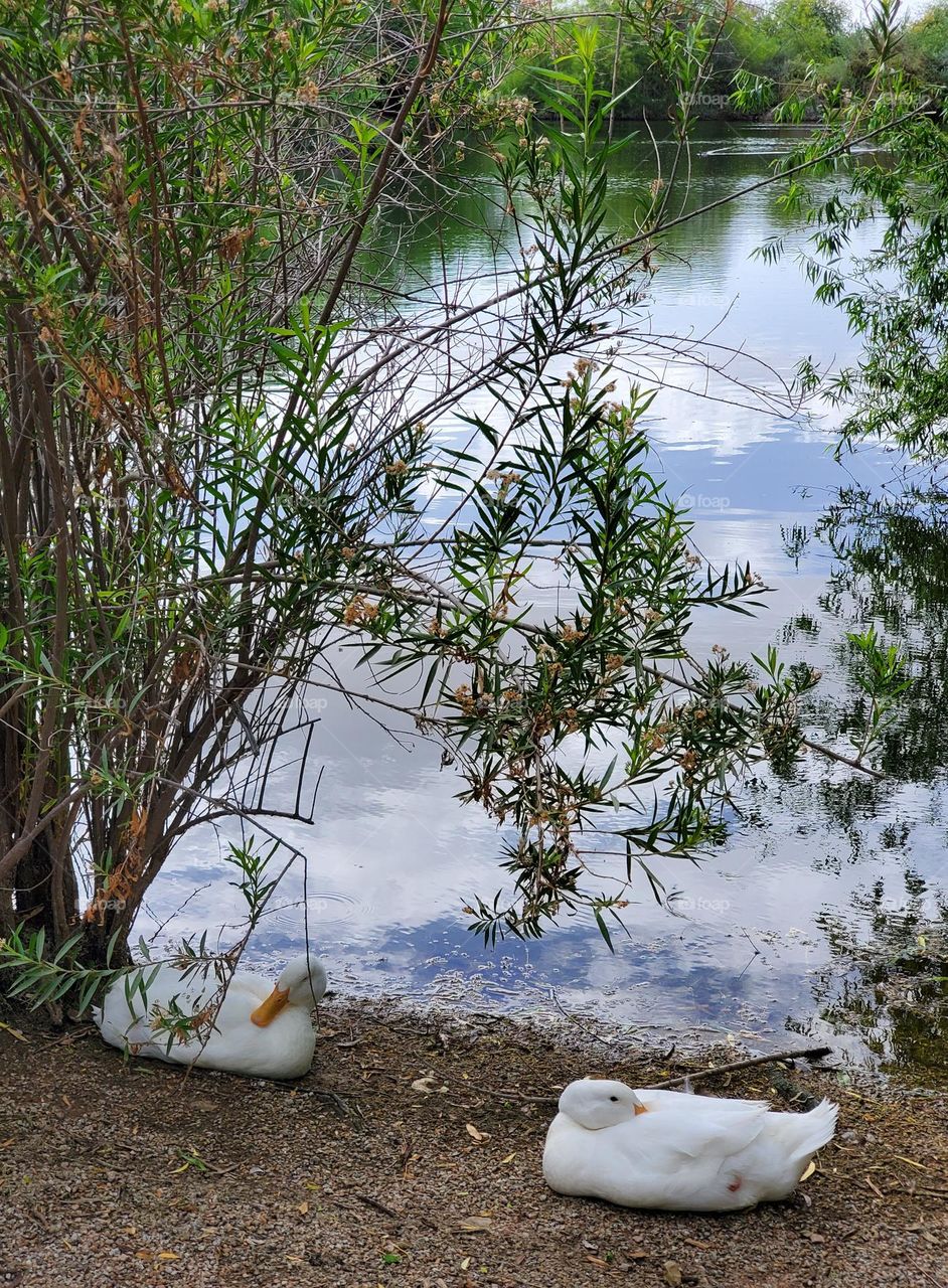 Two White Ducks at the Lake