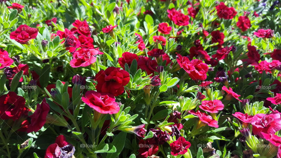 red flowers