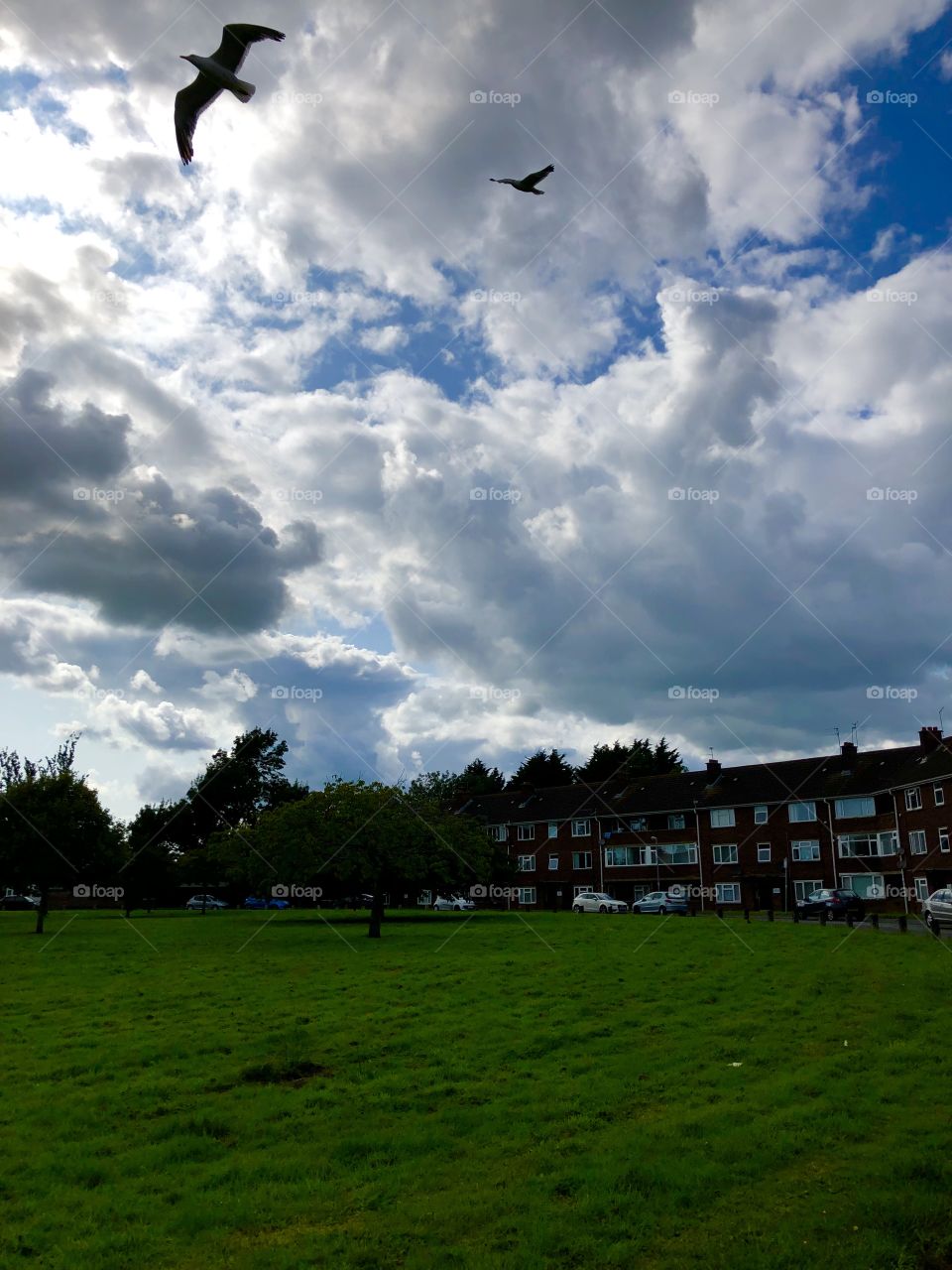 Sky and birds in flight 