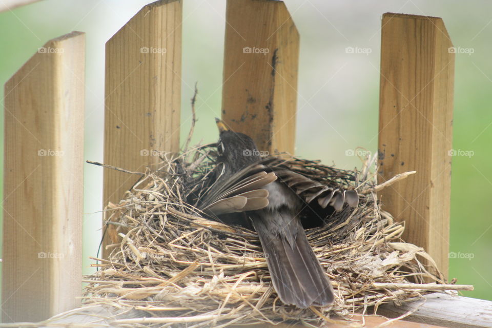making a nest