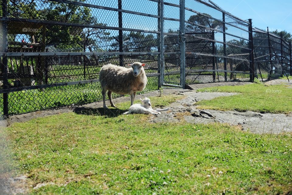 Sheep family