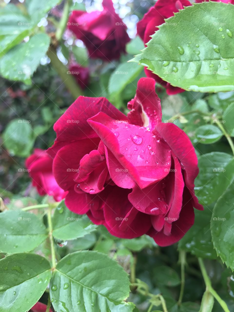 Roses in the rain ☔️ 