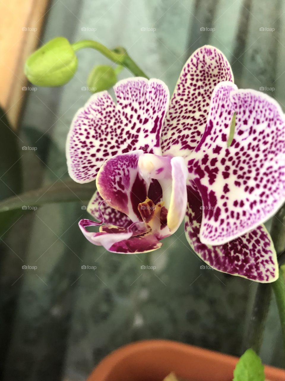 Flor orquídea 