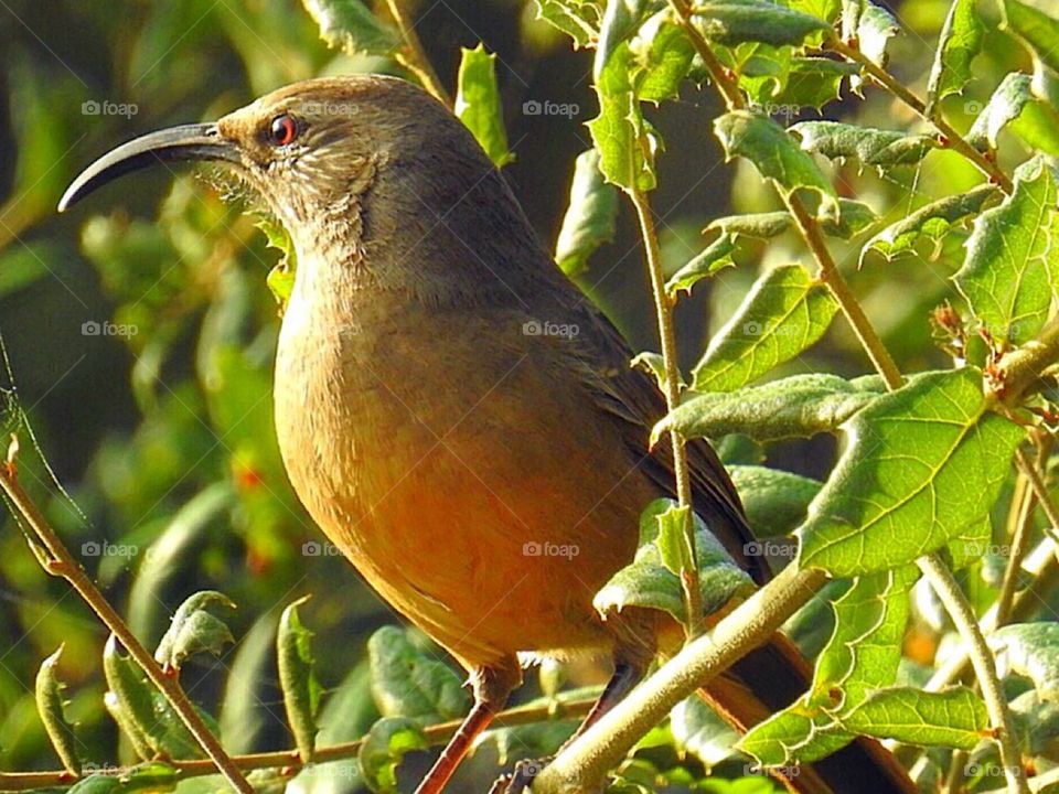 California Thrasher