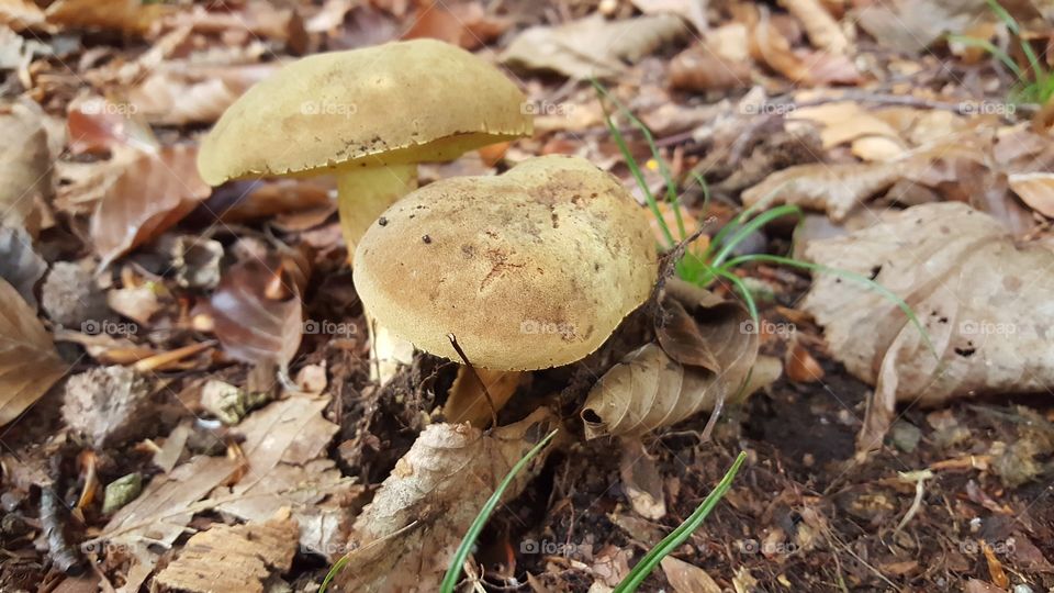 mushroom travel naturw