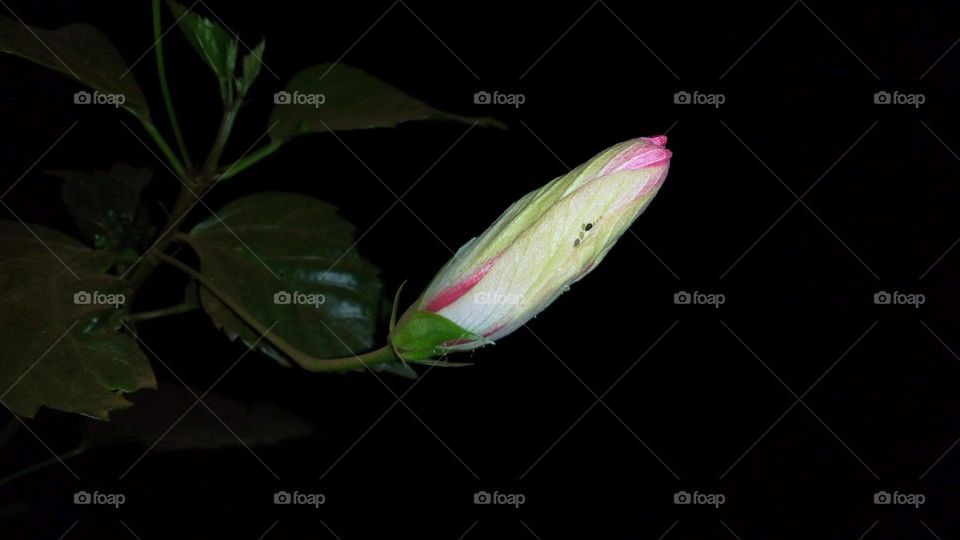 Hibiscus flower is about to bloom.