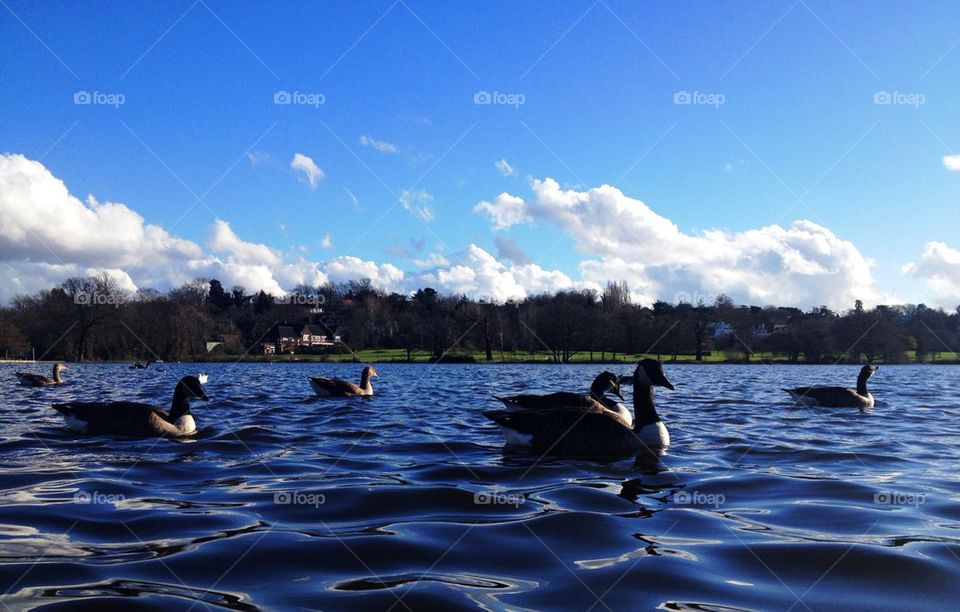 Ducks in pond 