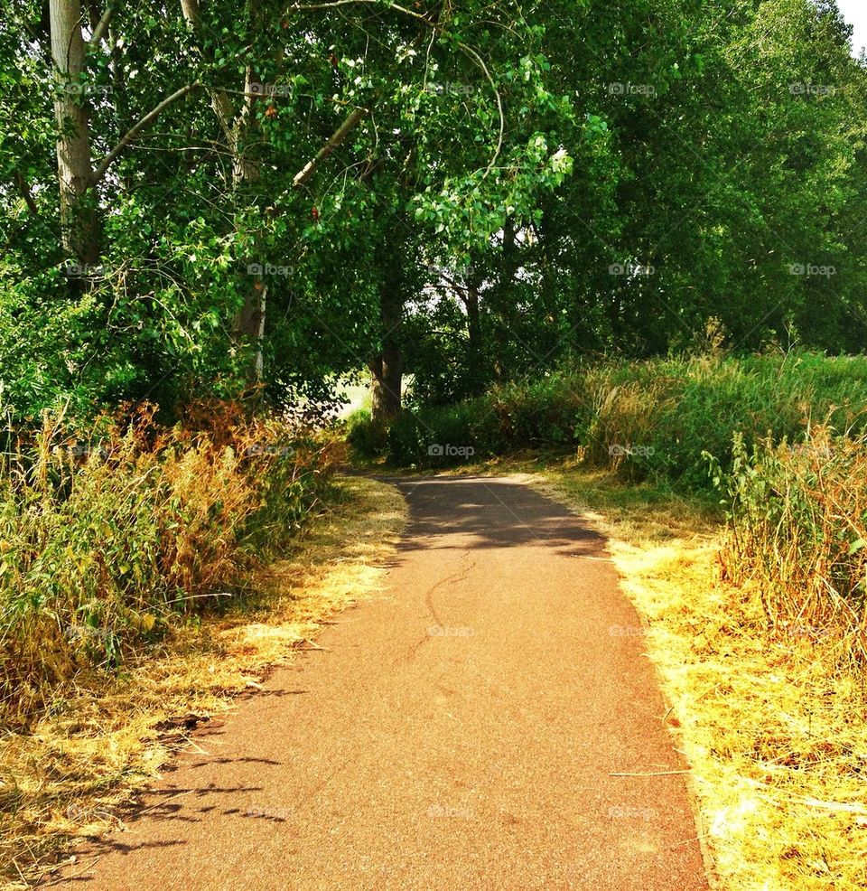 summer united kingdom trees path by hannahdagogo