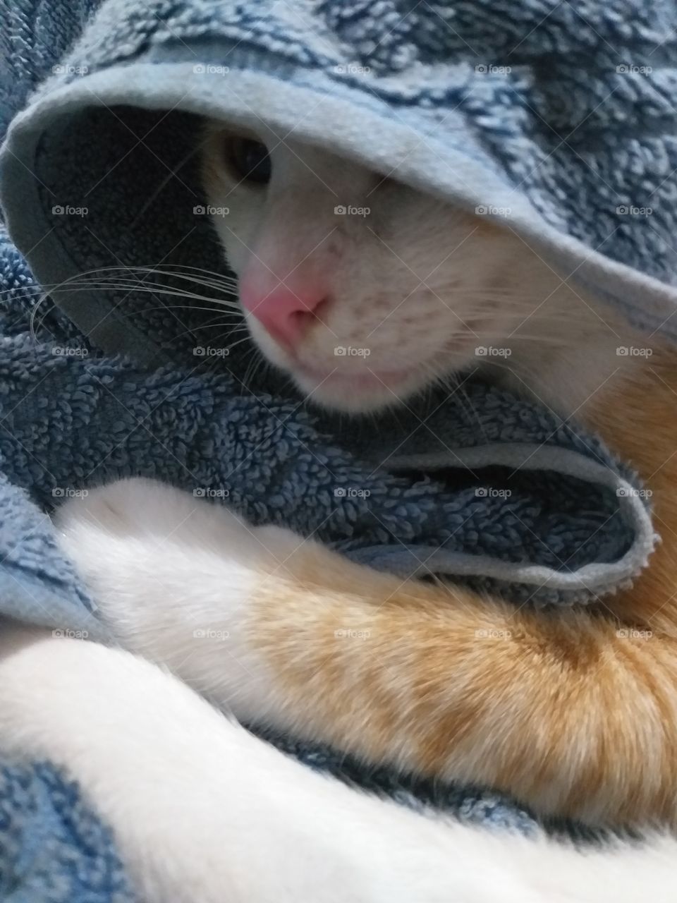 _Cats rule the world_