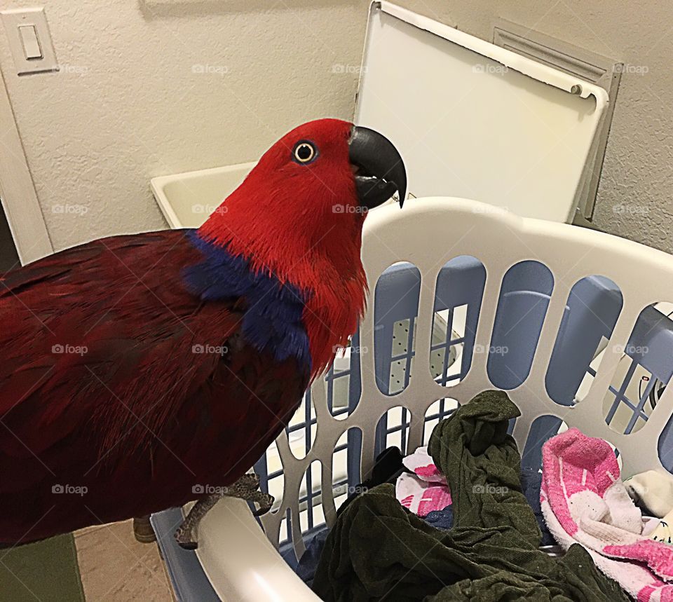 Red parrot helping with laundry