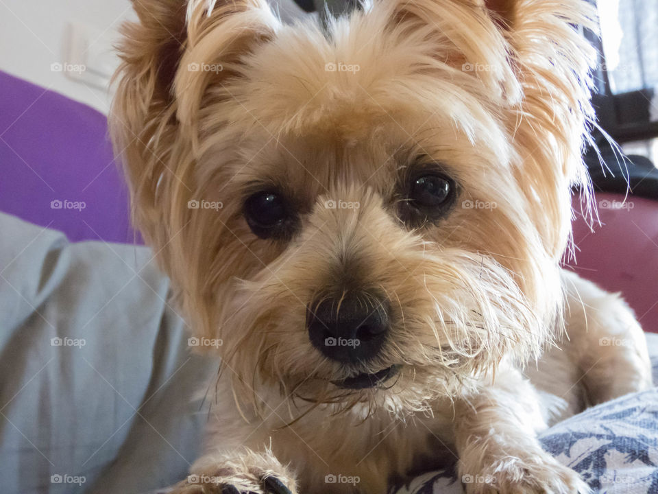 primer plano de mascota yorkshire terrier, con su mirada tierna y dulce