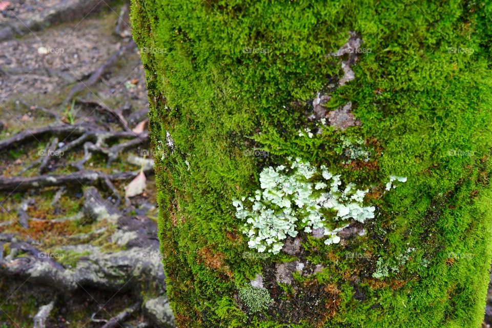 Mossy trees