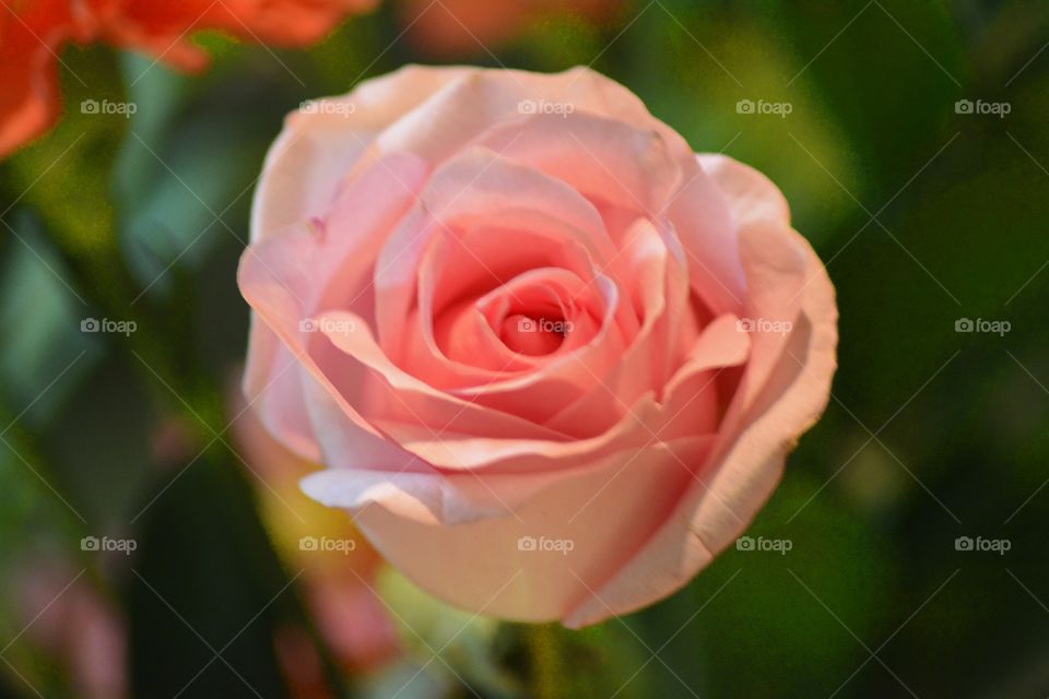 Pink Roses 