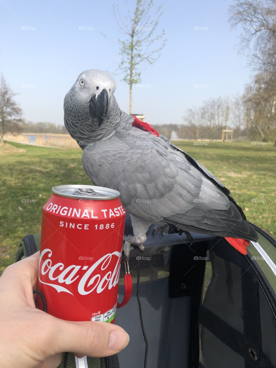 Always Coca-cola with African grey