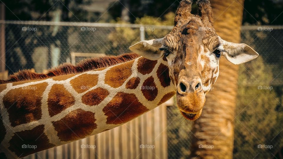 A beautiful giraffe people watching. 