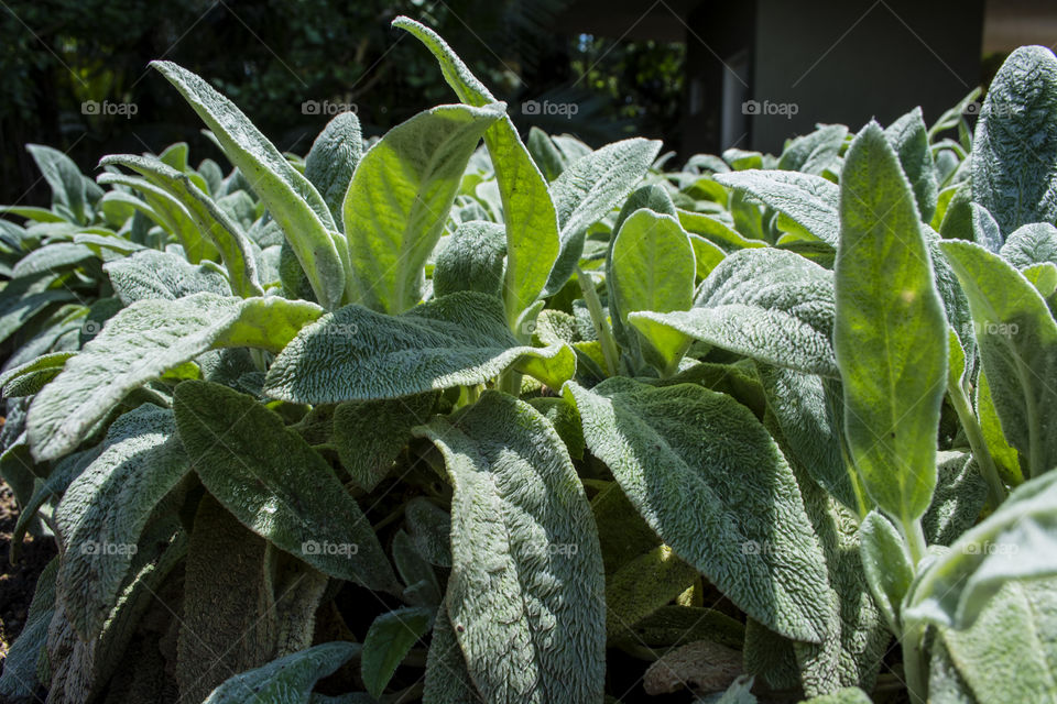 Hairy leaves