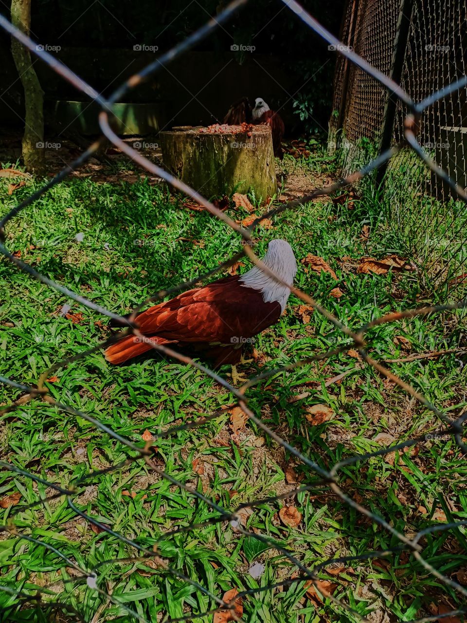 The gaze of the bondol eagle or Brahminy Kite with its scientific name Haliastur Indus is a species of bird of prey from the Accipitridae family and is a medium-sized eagle species.