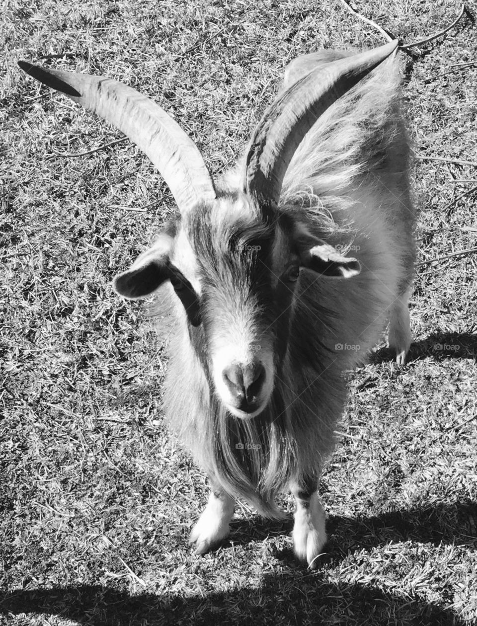An up close shot of a goat in black and white color!