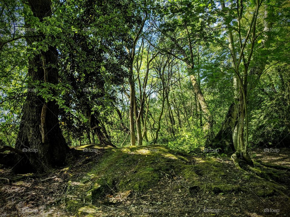 Aldenham Country Park