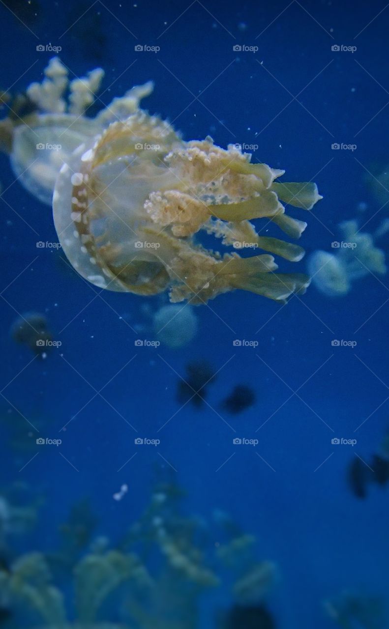 Jellyfish at the Aquarium of the Pacific in Long Beach, California.