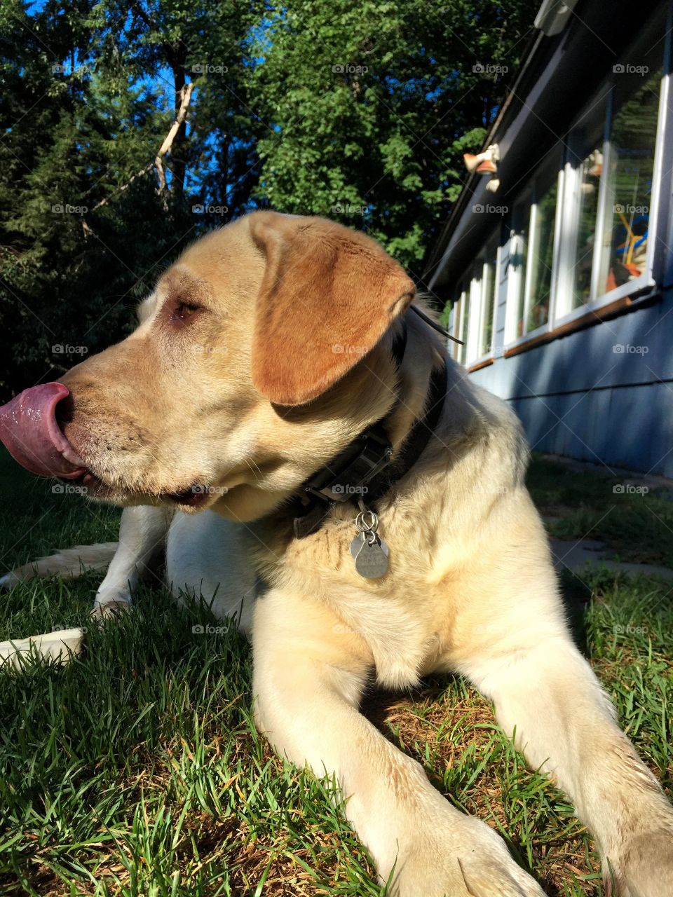 Yellow Labrador Retriever 