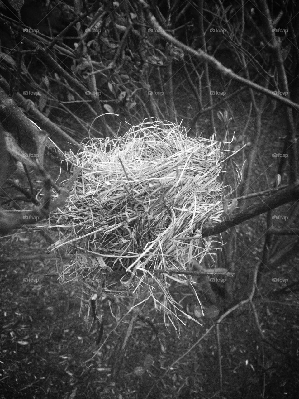 Birds nest in black and white 