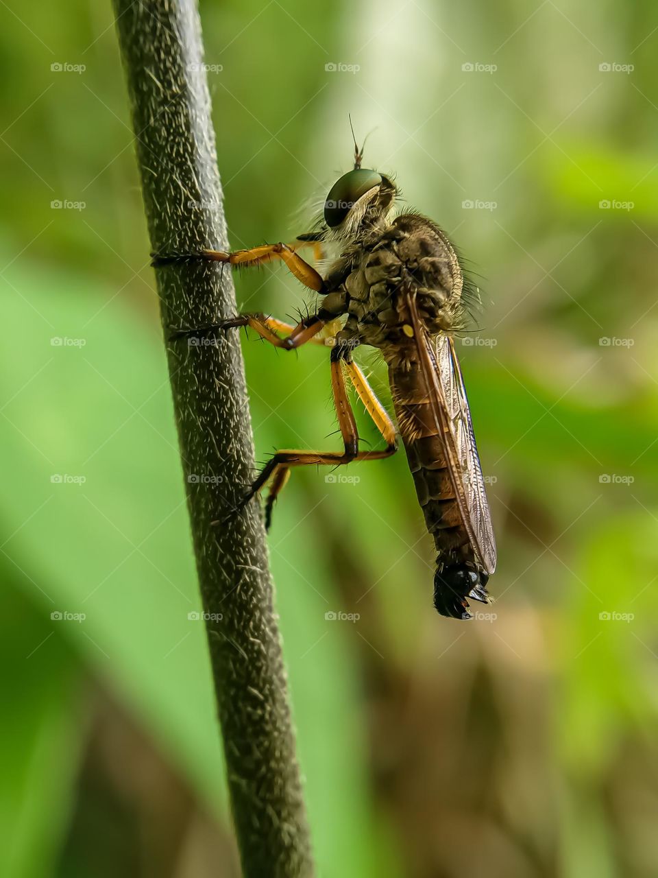 Insect close-up, Macro photo of the rainbow robber fly on the tree.