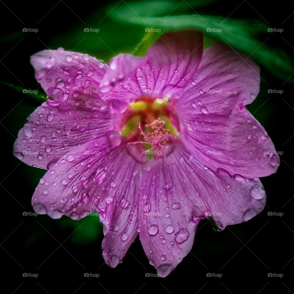 Flower after rain