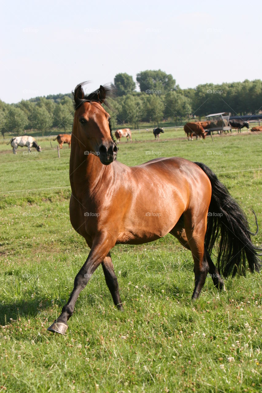 Mammal, Horse, Pasture, Farm, Grass