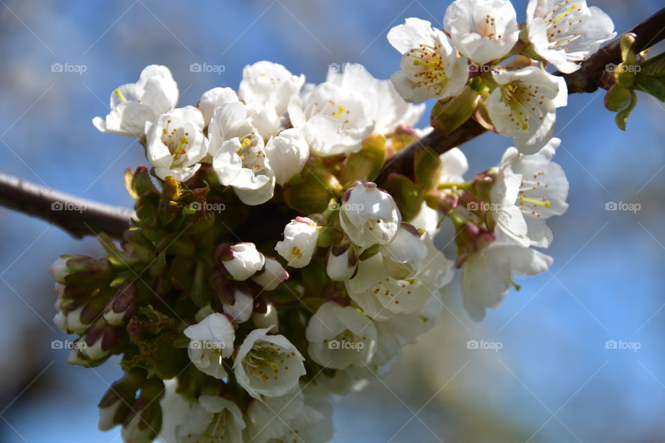 White cherry blossom