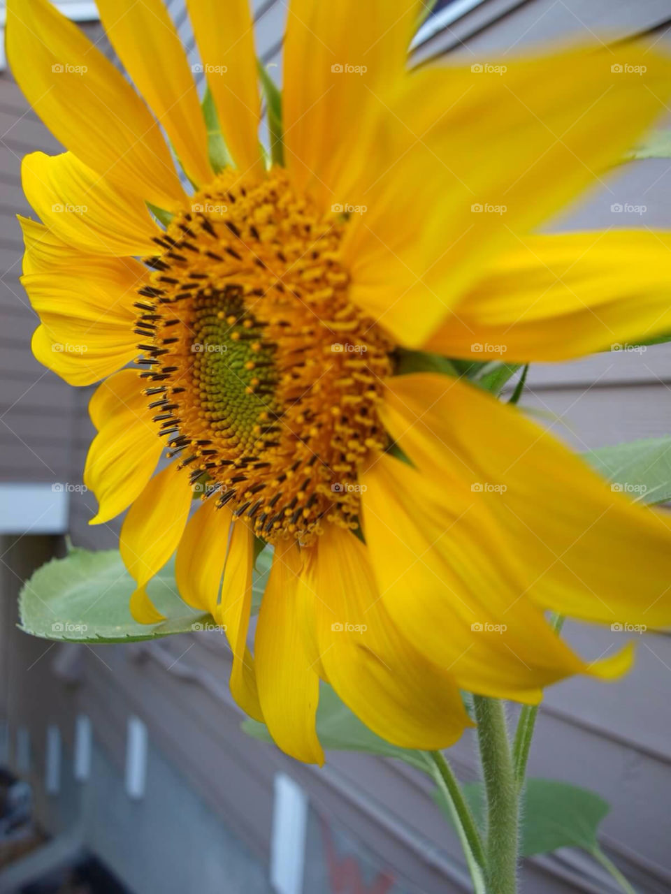 colorado yellow wind sunflowers by ezdrossi