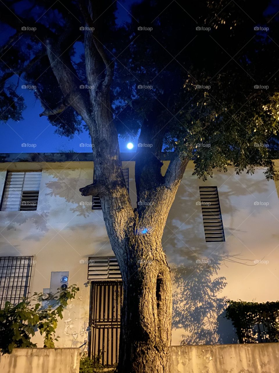 A beautiful view of the moon between the tree!