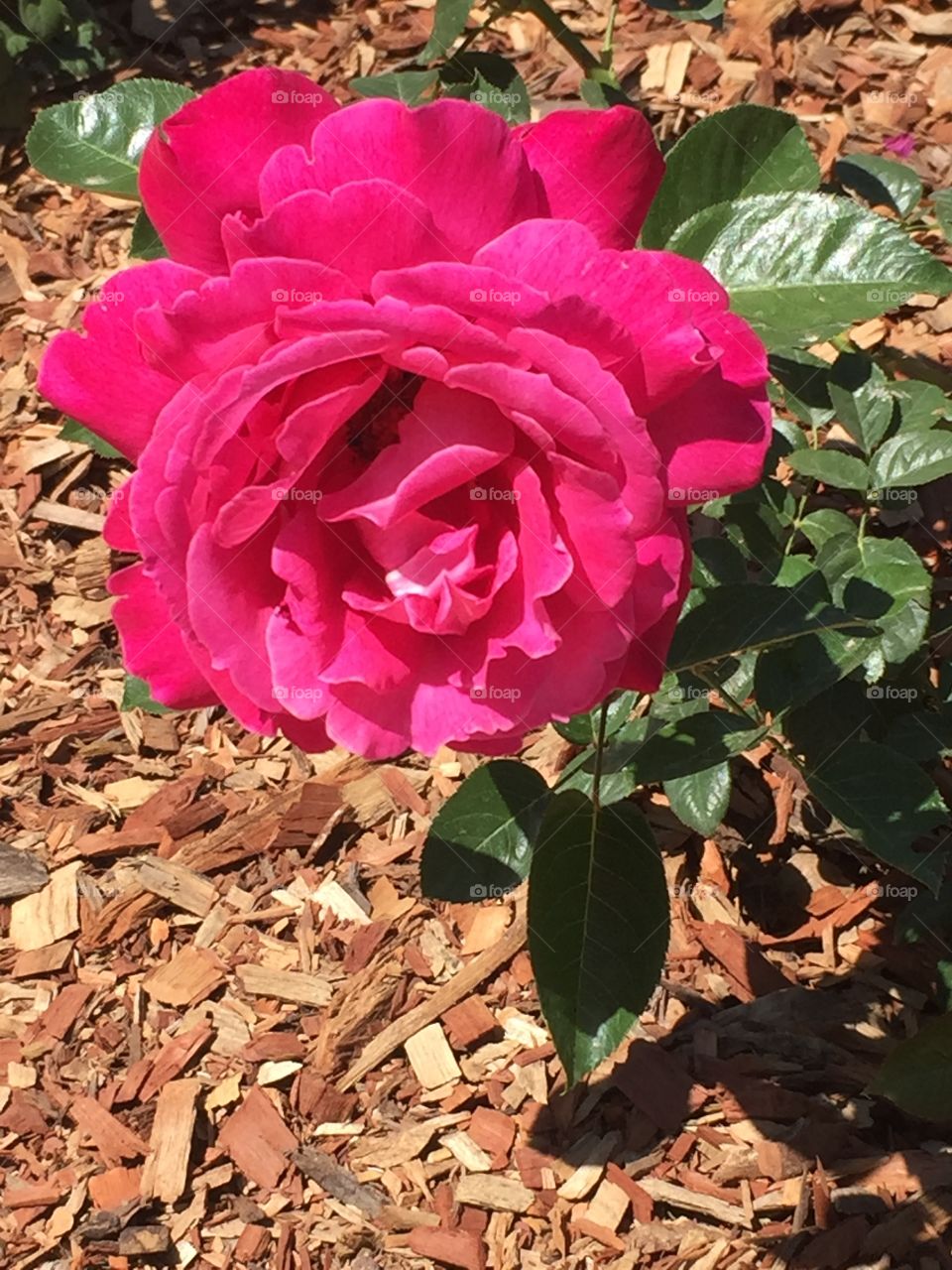 Beautiful  rose