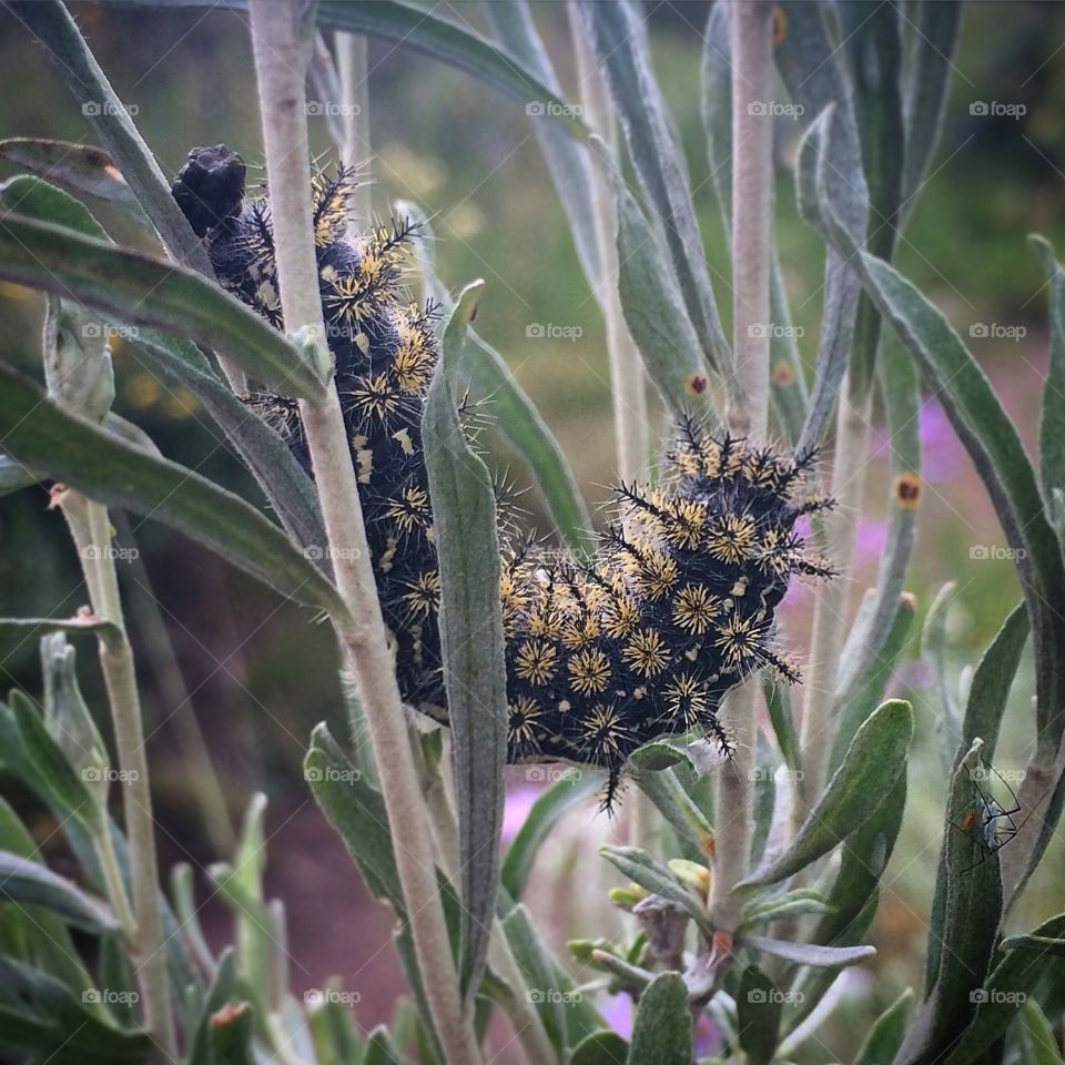 Caterpillar climb