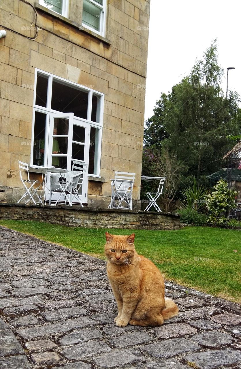 Yellow cat in the backyard