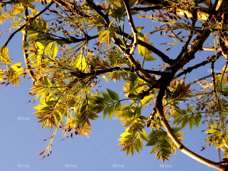 beautiful branch 