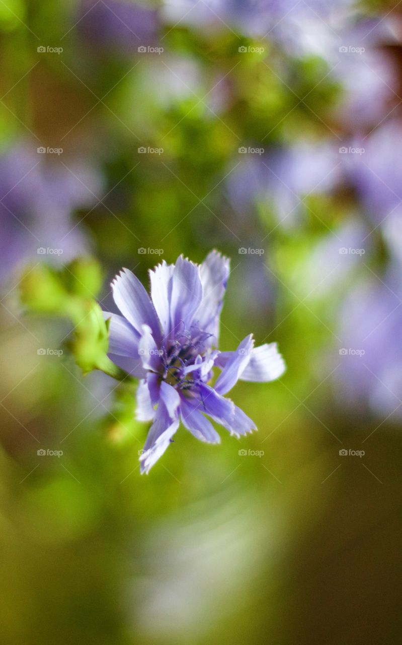 Isolated view of a purplish-blue chicory flower head, in natural light