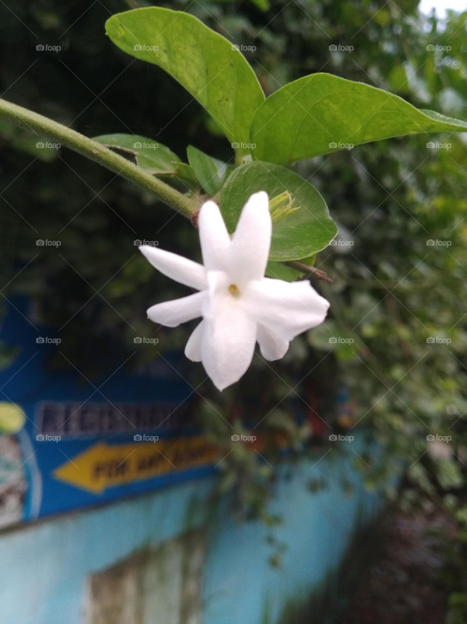 white flower seasonal fresh shurb small size looks very beautiful generally found everywhere