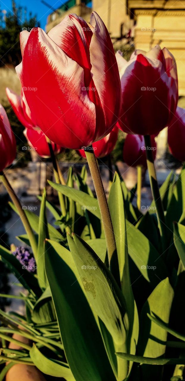 Tulips
