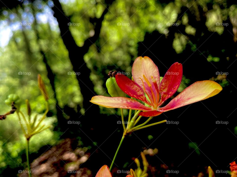 Beautiful flower found in the woods