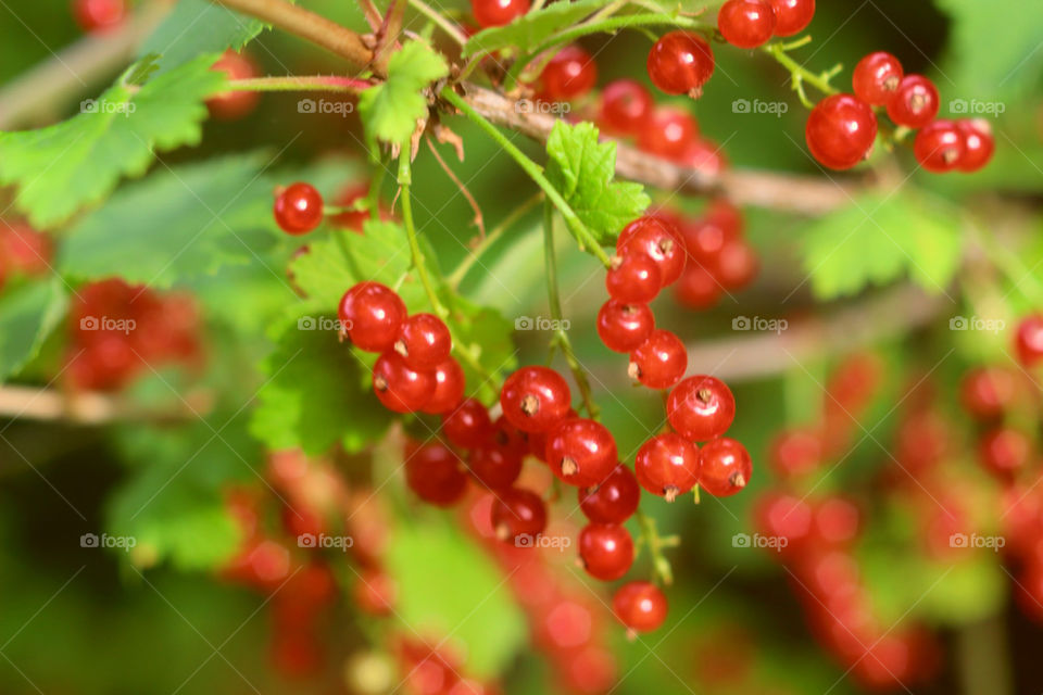 berries