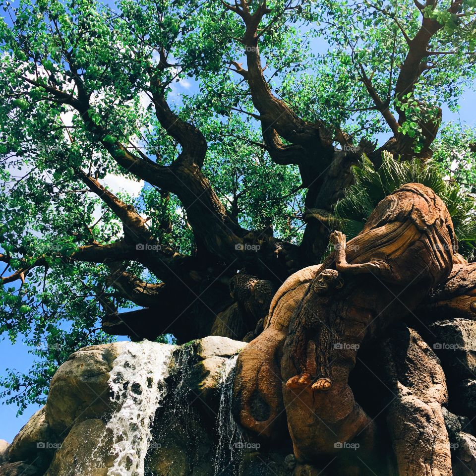 The Tree of Life at Disney's Animal Kingdom in Orlando, FL.