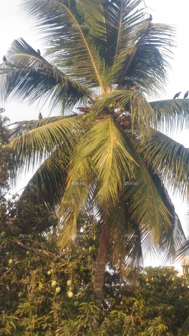coconut  tree