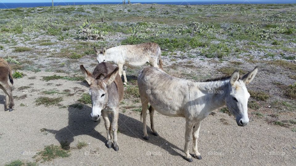 Aruba Donkeys