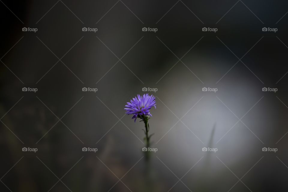 Alone flower