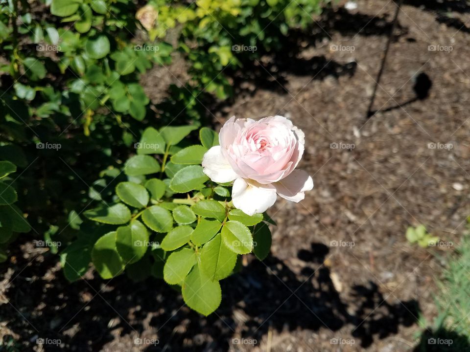 A pink rose